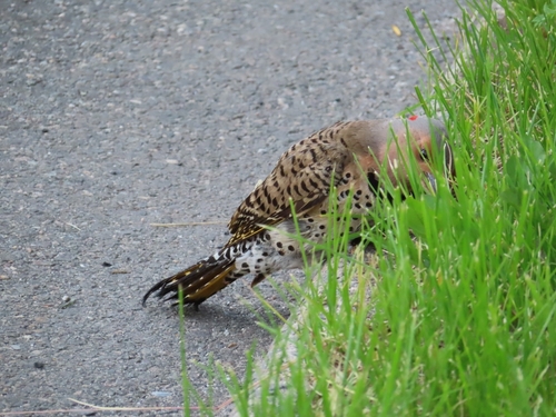 Northern Flicker