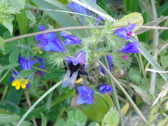 Bombus terrestris dalmatinus