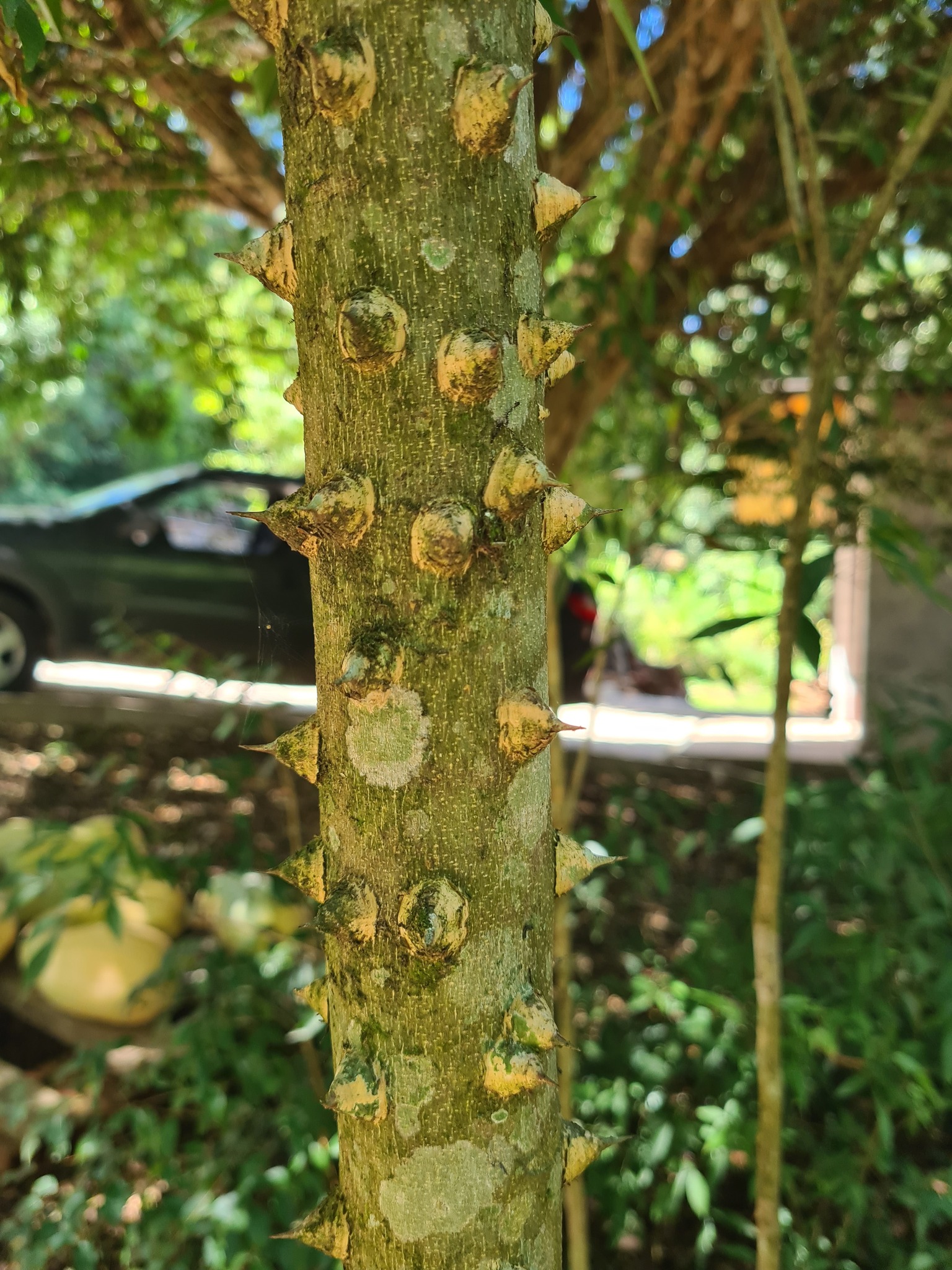 Zanthoxylum rhoifolium