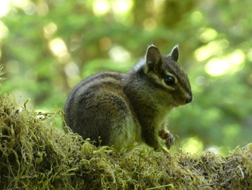 Townsend's Chipmunk observed by r0wanberry