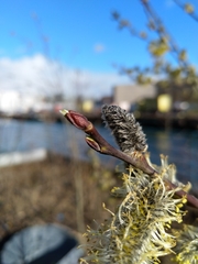 Salix phylicifolia