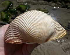 Dallocardia quadragenaria