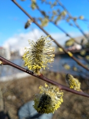 Salix phylicifolia
