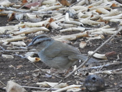 Arremonops chloronotus