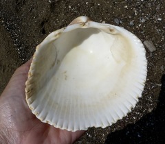 Dallocardia quadragenaria