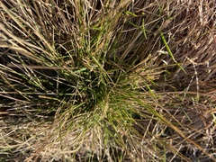 Poa cita