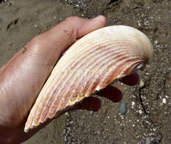 Dallocardia quadragenaria