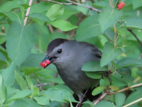 Gray Catbird