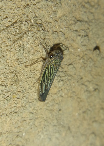 Cinerogonalia lituriceps