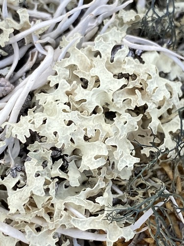 Crinkled Snow Lichen