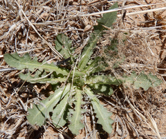 Malacothrix sonchoides