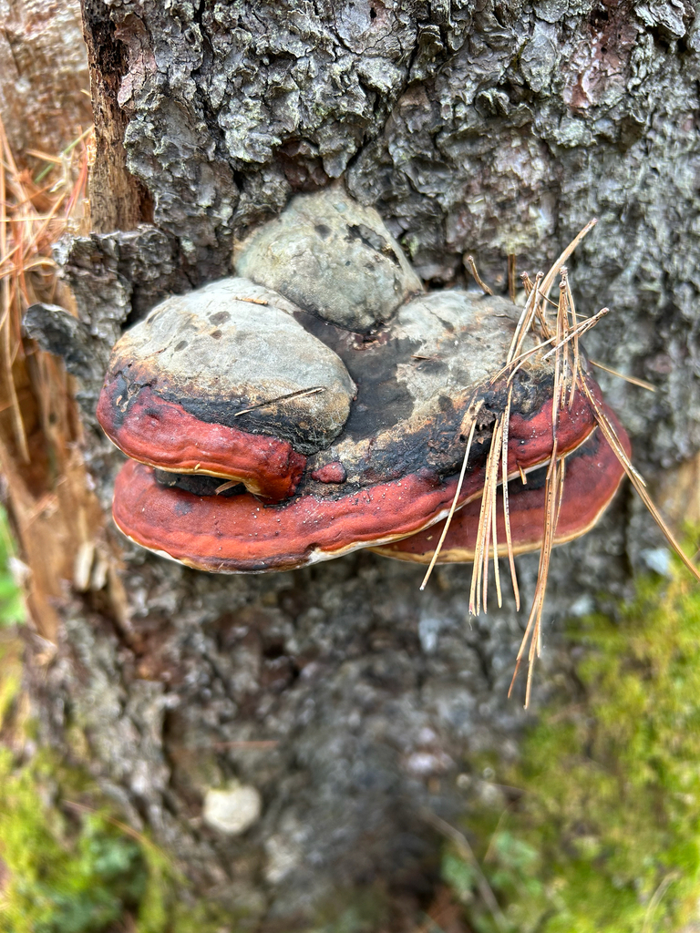Northern Red Belt · May 2026 · photo: Photo: no rights reserved · iNaturalist