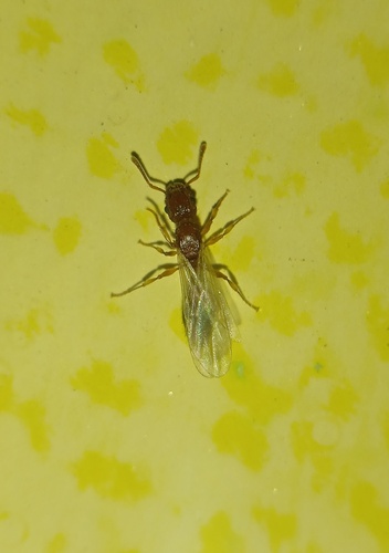 Bicolored Pennant Ant