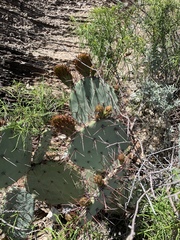 Opuntia dulcis
