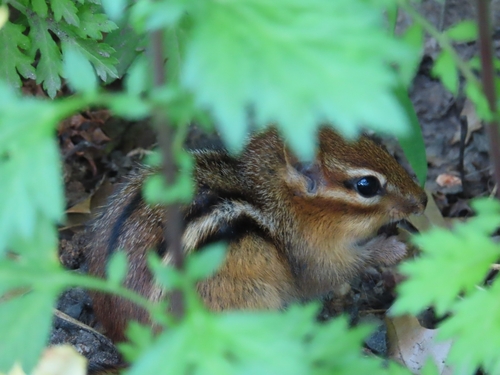 Eastern Chipmunk
