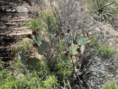 Opuntia dulcis
