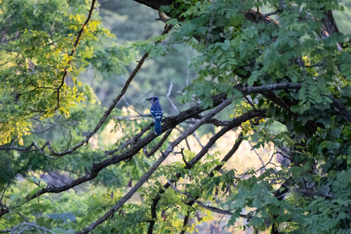 Blue Jay