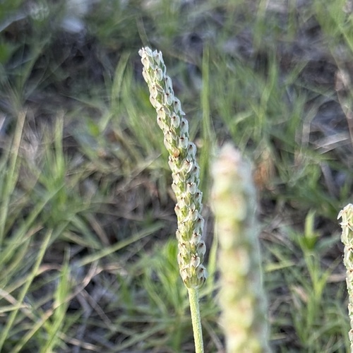 Plantago wrightiana, photograph 5