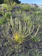 Plantago wrightiana, photograph author not stated, no rights reserved