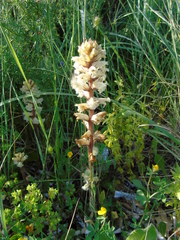 Orobanche crenata