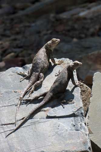 iNaturalist observation photo of Desert Spiny Lizard