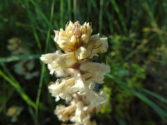 Orobanche crenata