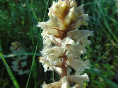Orobanche crenata