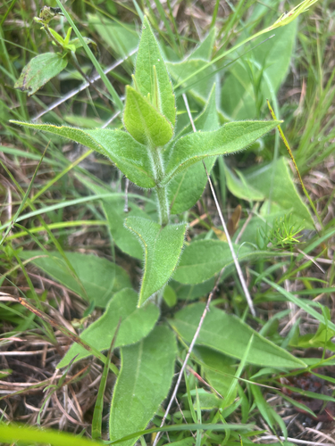 Silphium mohrii, photograph 1