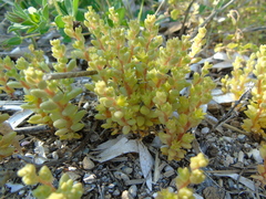 Sedum litoreum