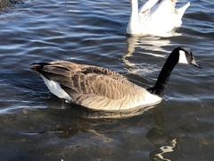 Branta canadensis