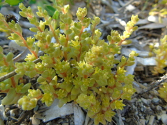 Sedum litoreum