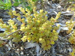 Sedum litoreum