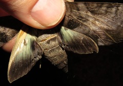Eumorpha triangulum