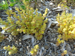 Sedum litoreum