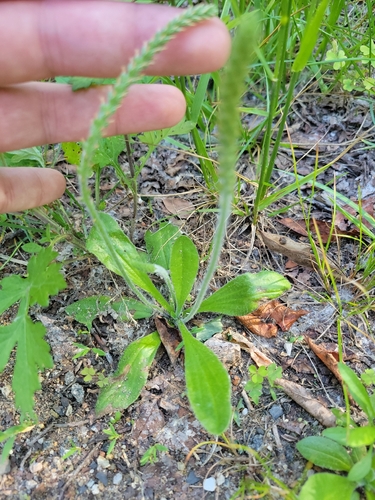Plantago virginica, photograph 3