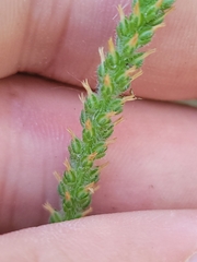 Plantago virginica, photograph (c) jamie bee, some rights reserved (CC BY)