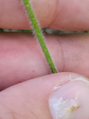 Plantago virginica, photograph 5
