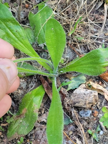 Plantago virginica, photograph 6