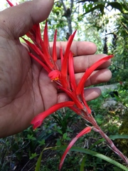 Pitcairnia ringens