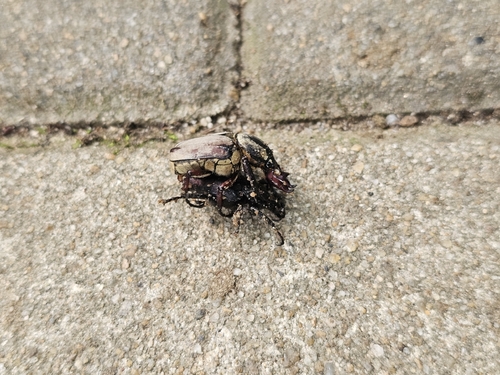 Adam's Stag-horned Beetle