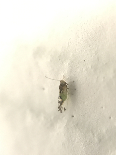 Heteropsylla texana