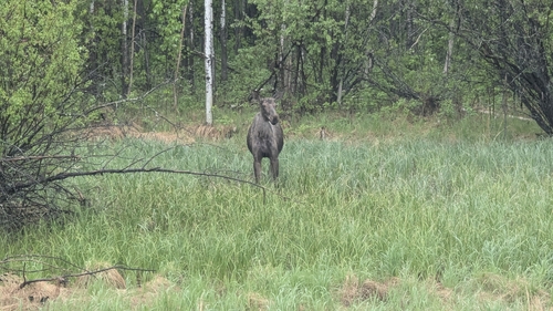 Moose