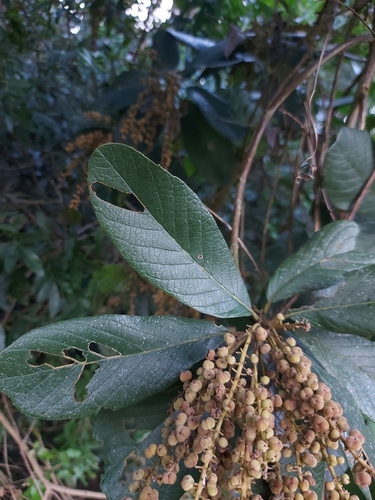 Clethra scabra (Clethra scabra)