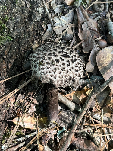 Old-man-of-the-woods