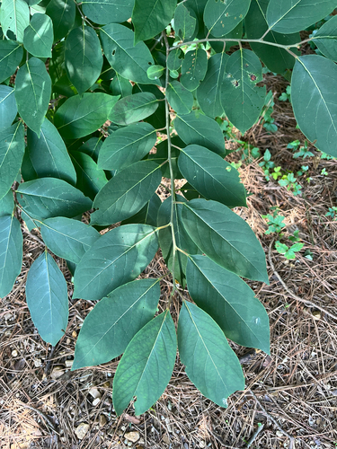 American persimmon