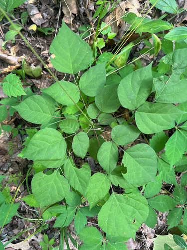 pointed-leaved tick-trefoil