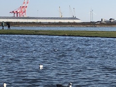 Chroicocephalus ridibundus