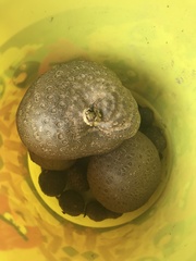 Pectinatella magnifica