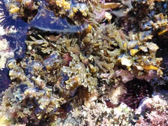 Cystoseira compressa