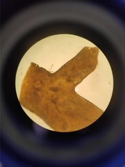 Cystoseira compressa